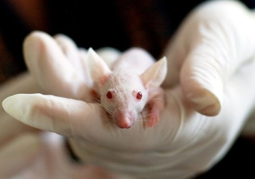 Экспериментальный гель убивает 100% опухолей мозга у мышей